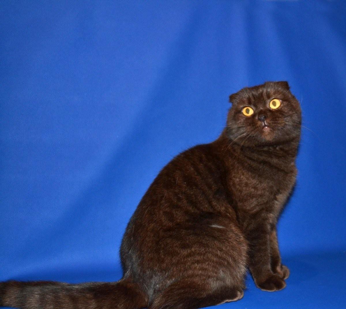 Скоттиш фолд шоколадный