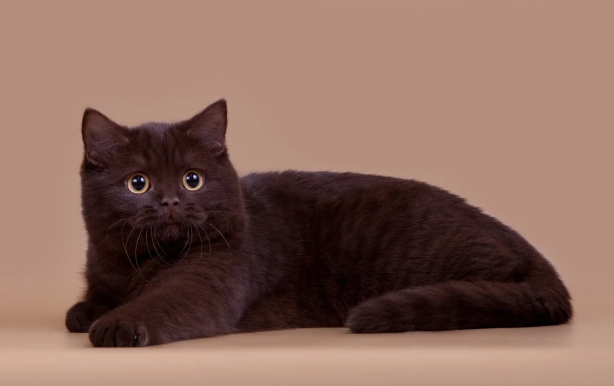 Британская короткошёрстная кошка циннамон