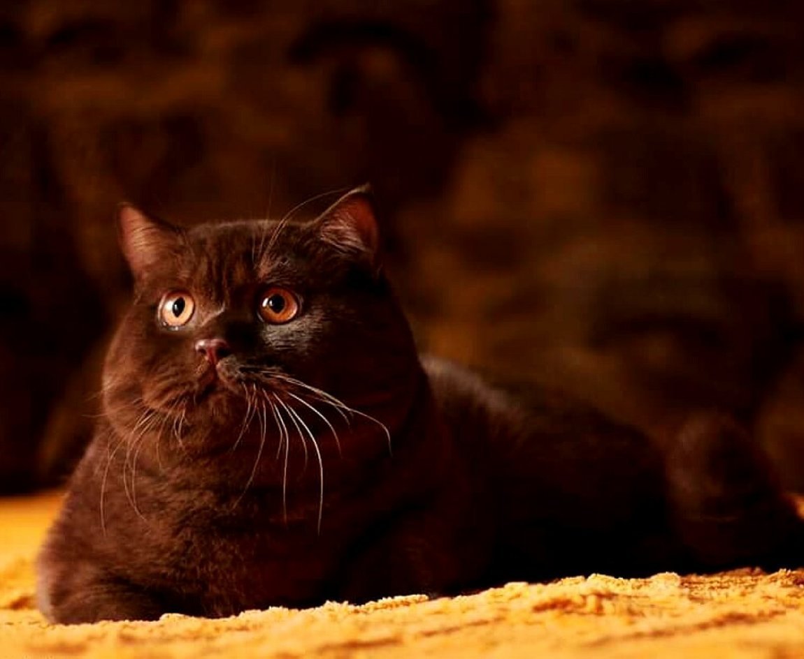 Шотландский скоттиш страйт шоколадный