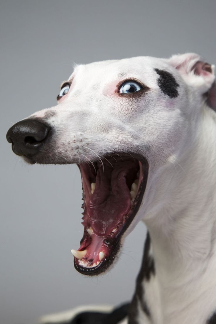 Борзая Уиппет