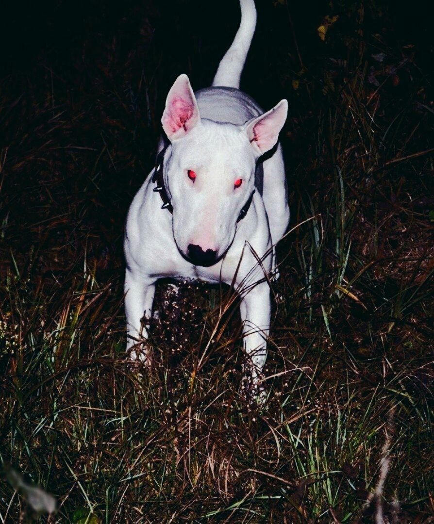 ОФФНИКИ С бультерьером