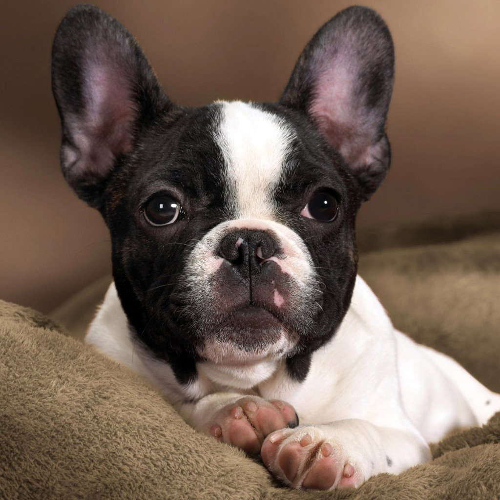 Бостон терьер Мерль