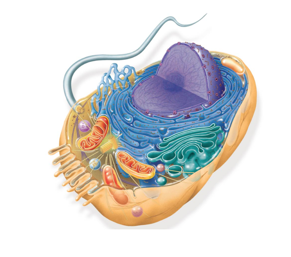 Внутри клетки фон