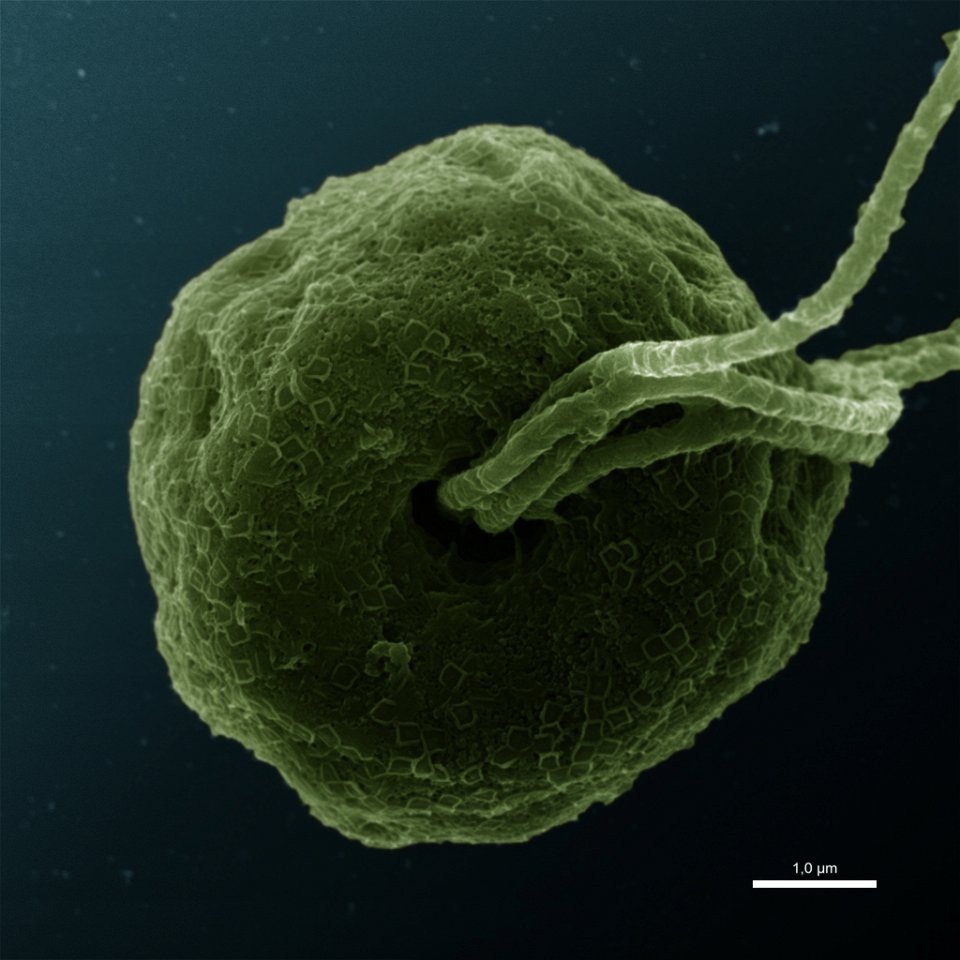 Первые эукариоты