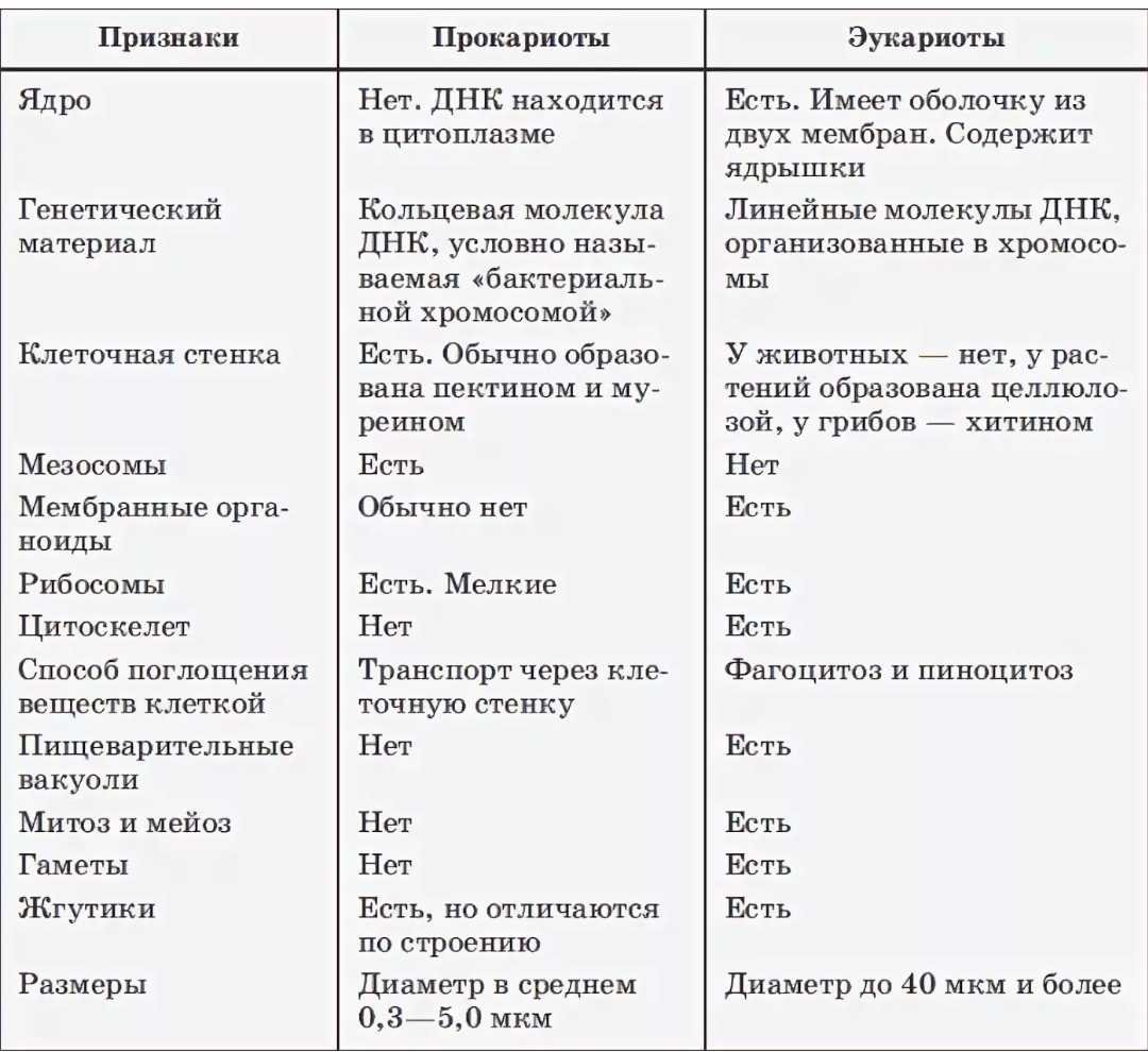 Прокариотическая клетка и эукариотическая клетка сравнение таблица