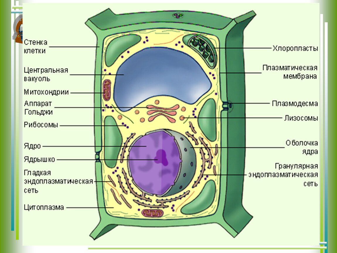 Структура растительной клетки рисунок