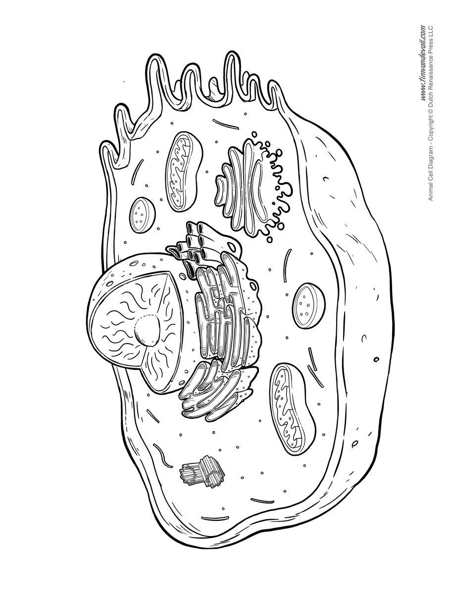 Строение эукариотической клетки черно-белые