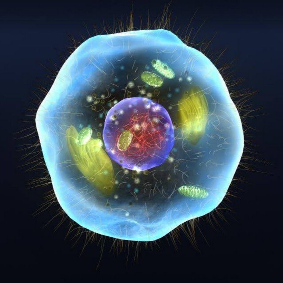 Живая клетка