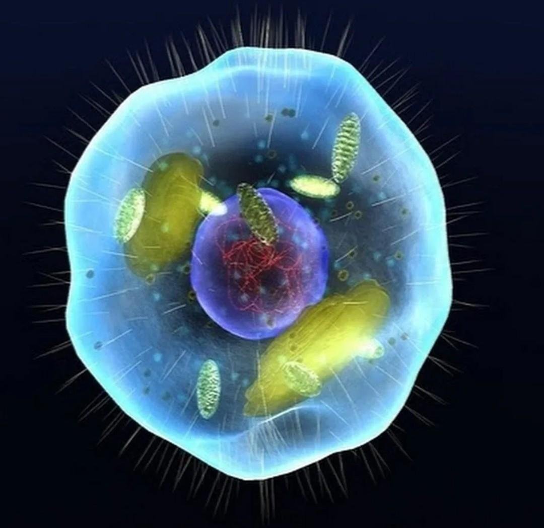 Клетка эукариот