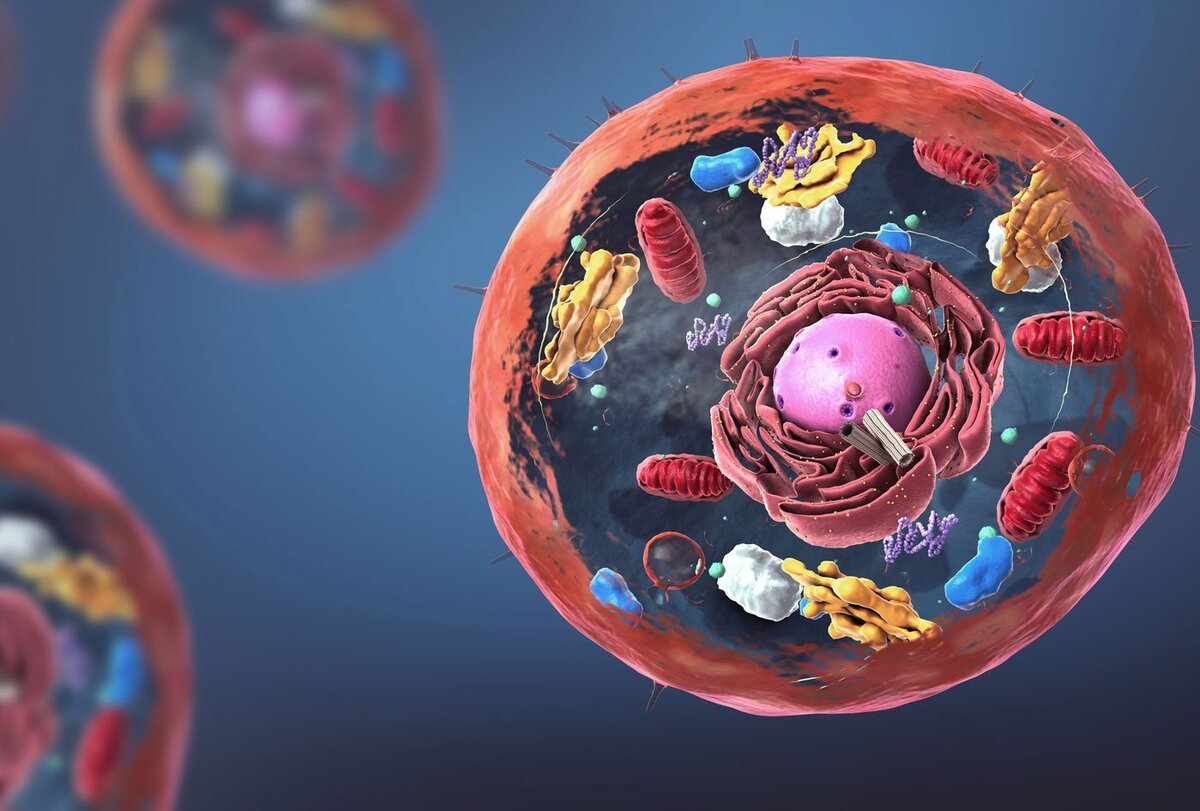 Живая клетка