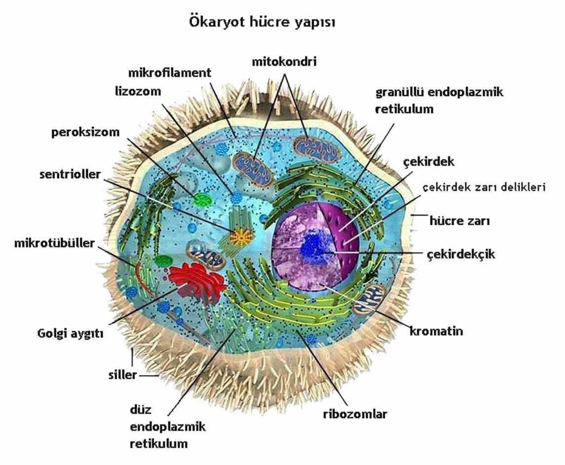 Животная клетка