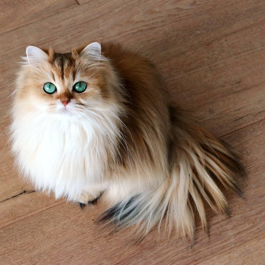 Британская длинношёрстная кошка