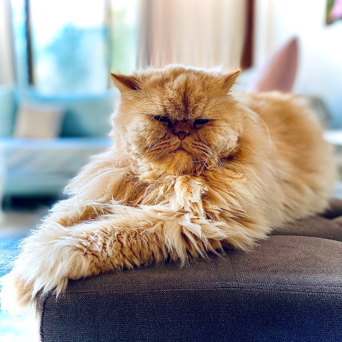 Персидские кошки персикового окраса