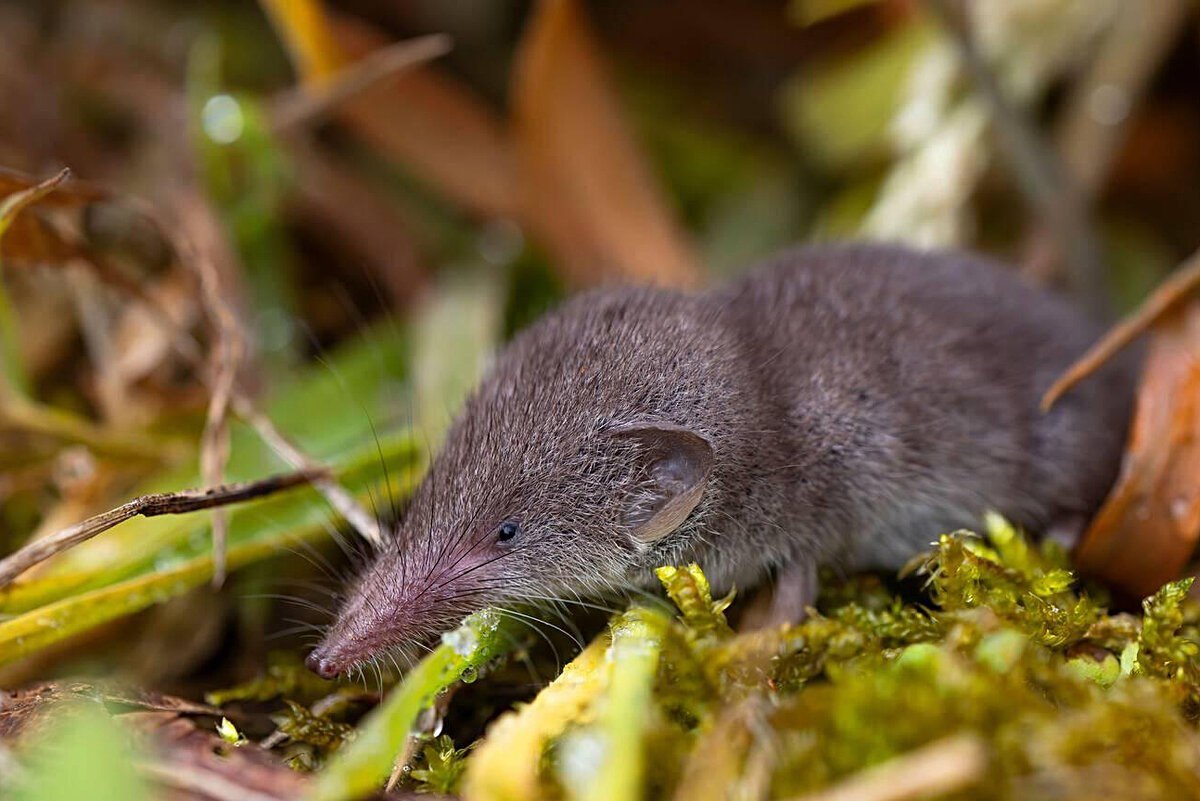 Сибирская белозубка