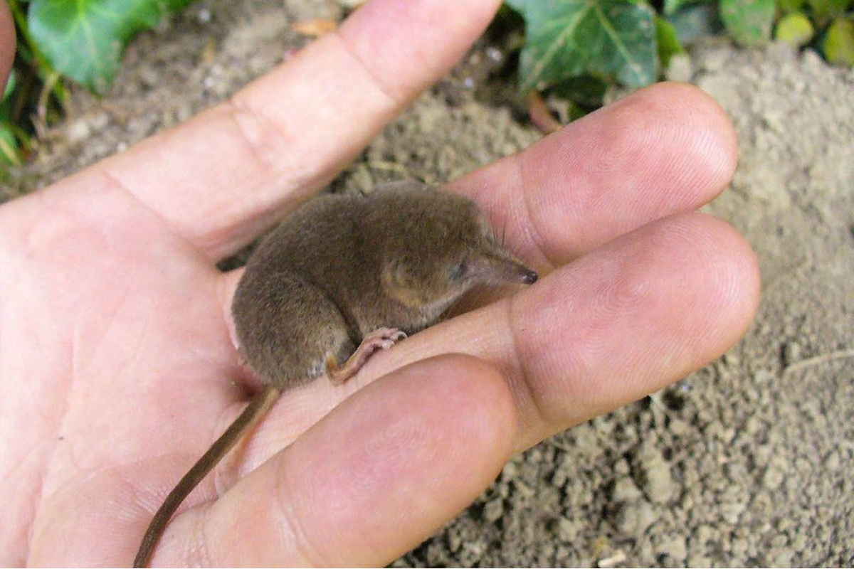 Бурозубка крошечная (Sorex minutissimus)