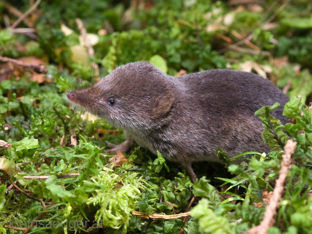 Бурозубка обыкновенная – Sorex Araneus