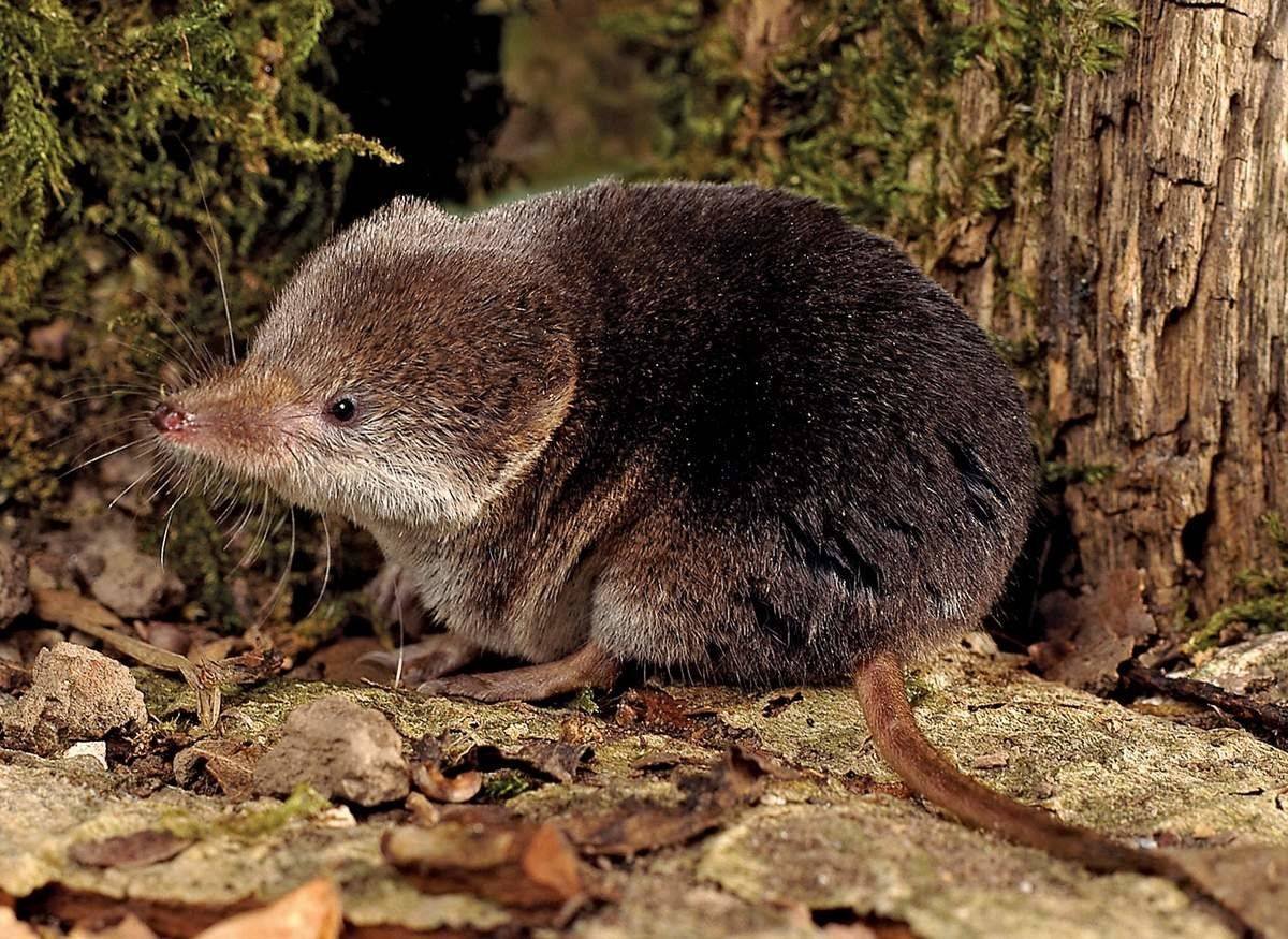 Бурозубка обыкновенная – Sorex Araneus