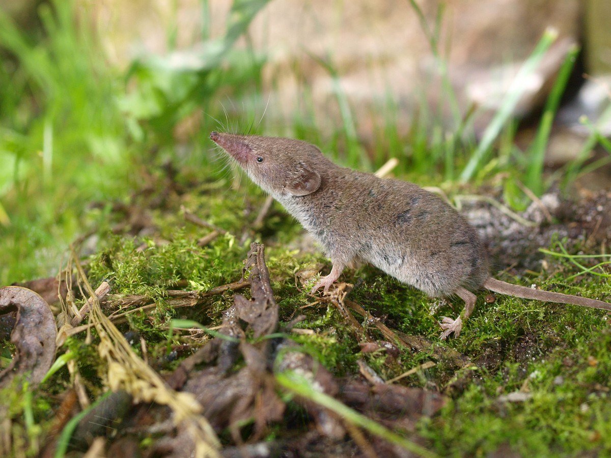 Crocidura Russula