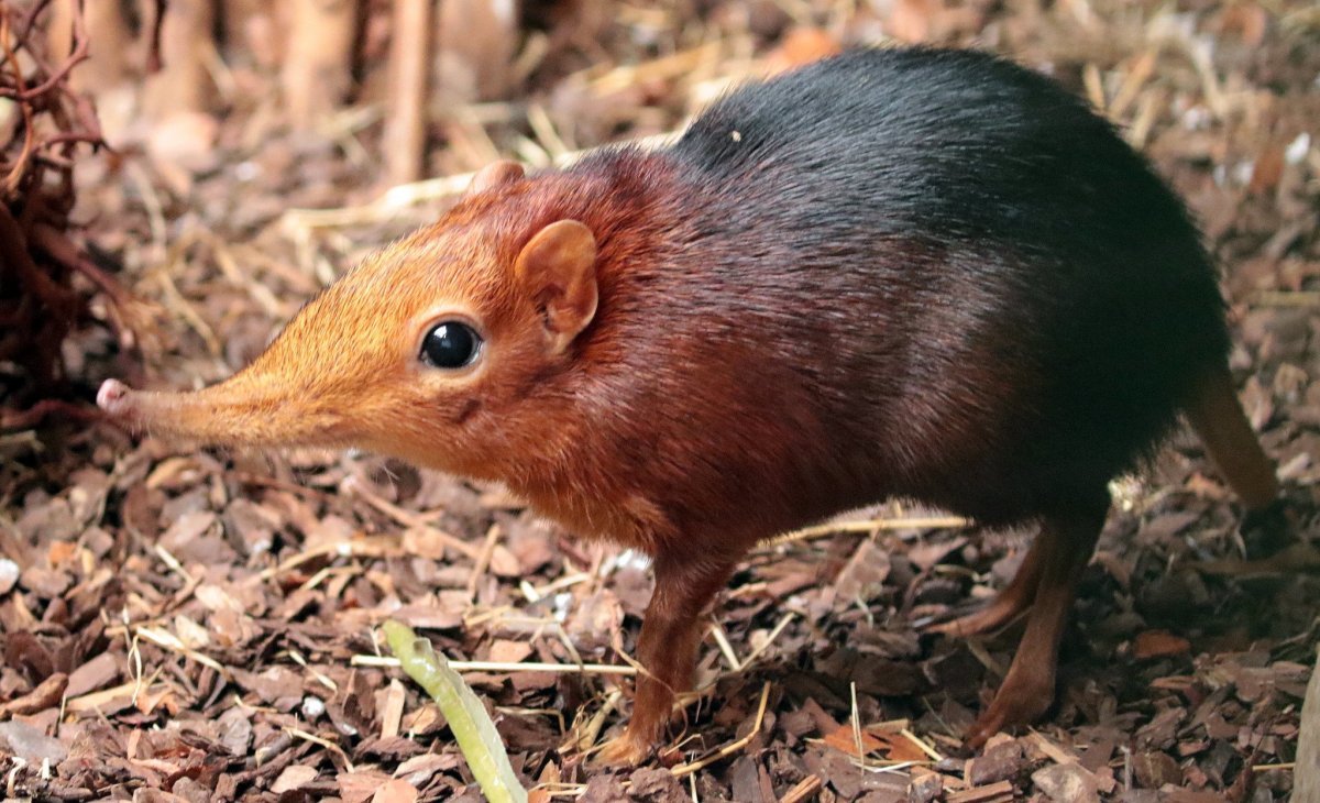 Хоботковая собачка Петерса