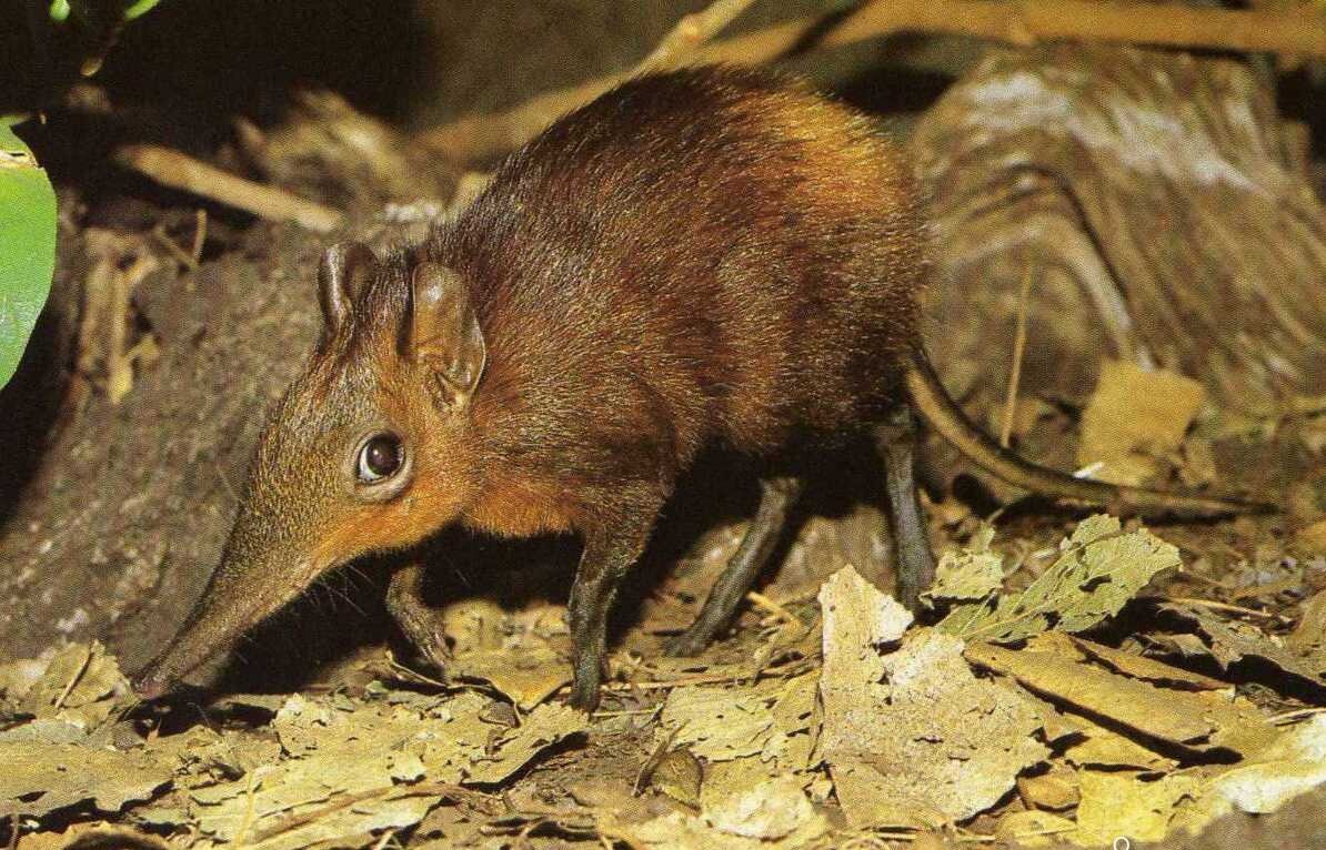 Землеройка бурозубка