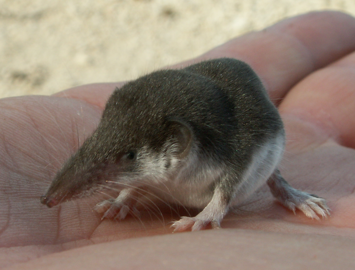 Мышь землеройка