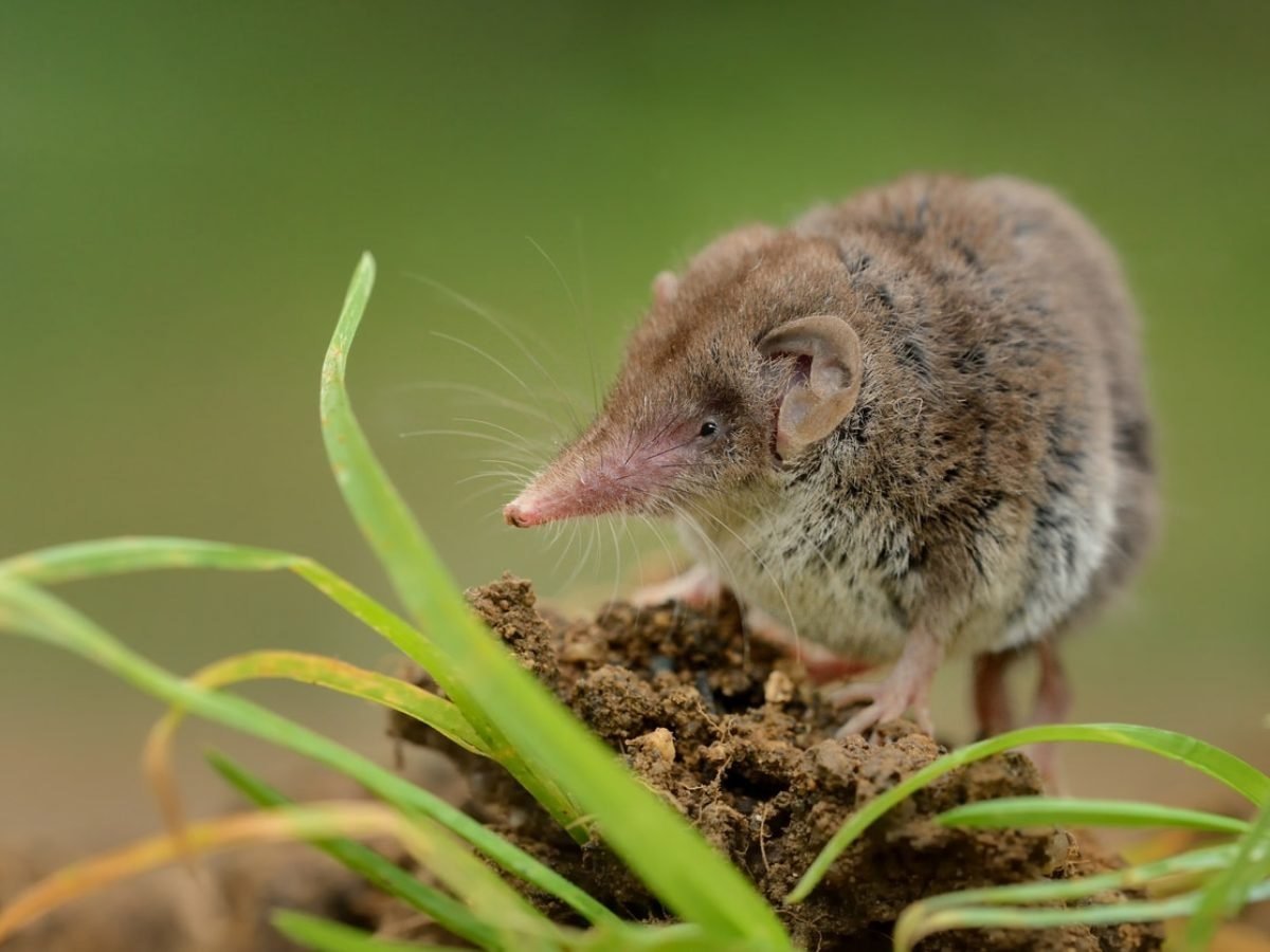 Равнозубая бурозубка