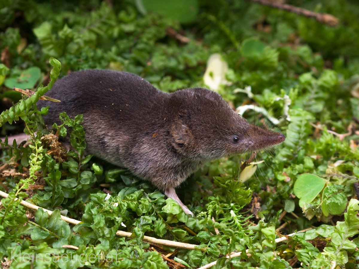 Этрусская землеройка