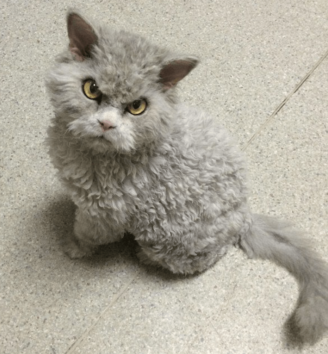 Селкирк рекс котята