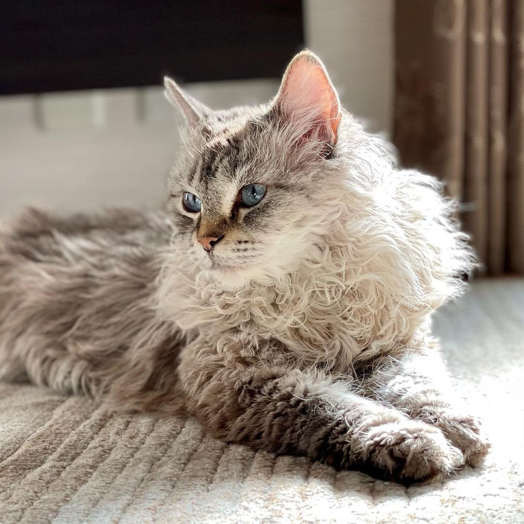 Порода лаперм