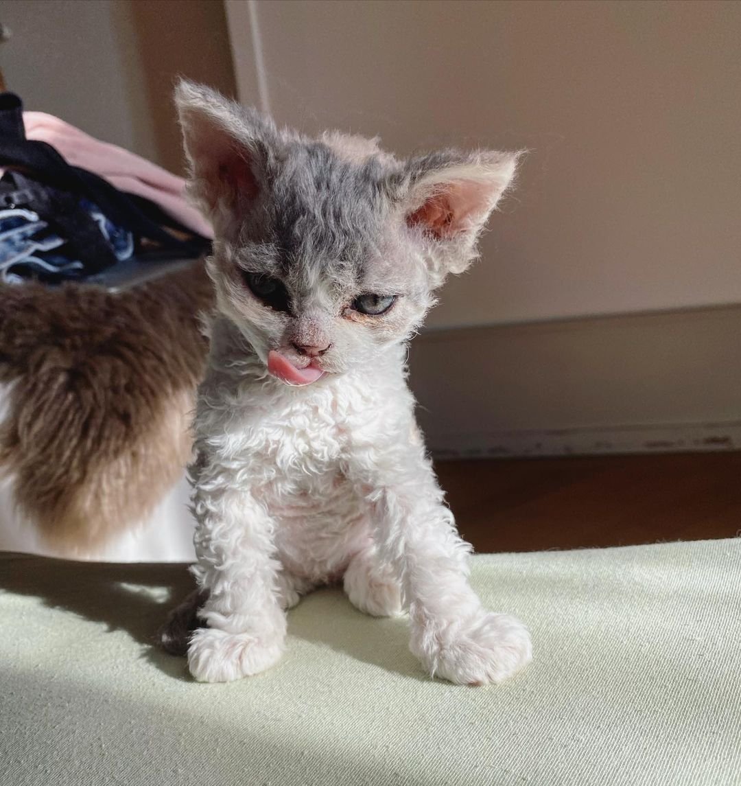 Селкирк рекс кошка