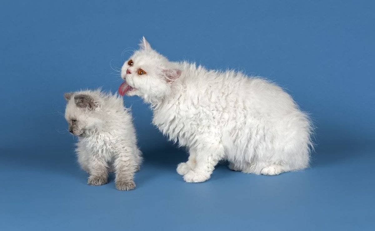 Кот Селкирк рекс