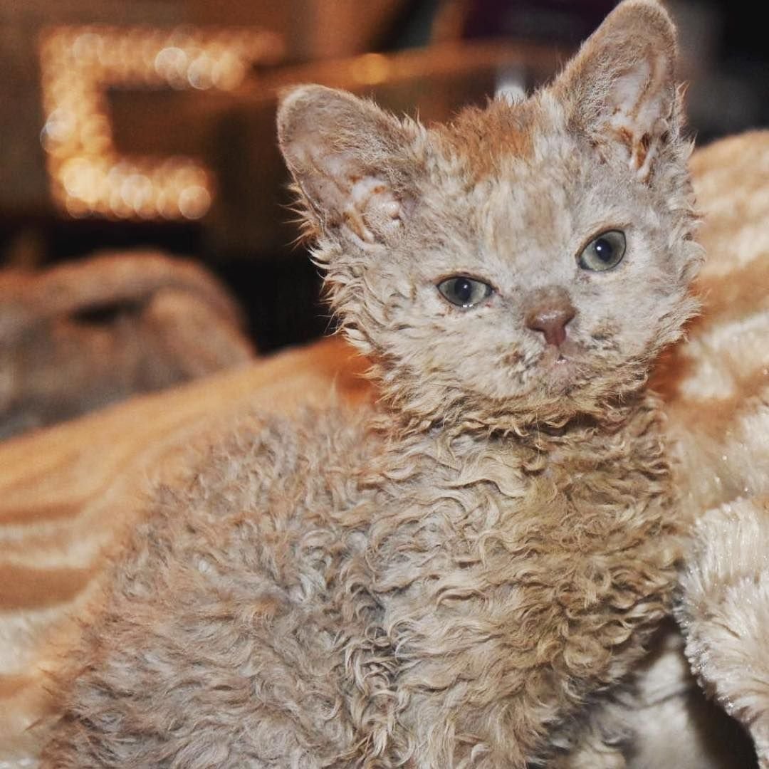 Селкирк рекс