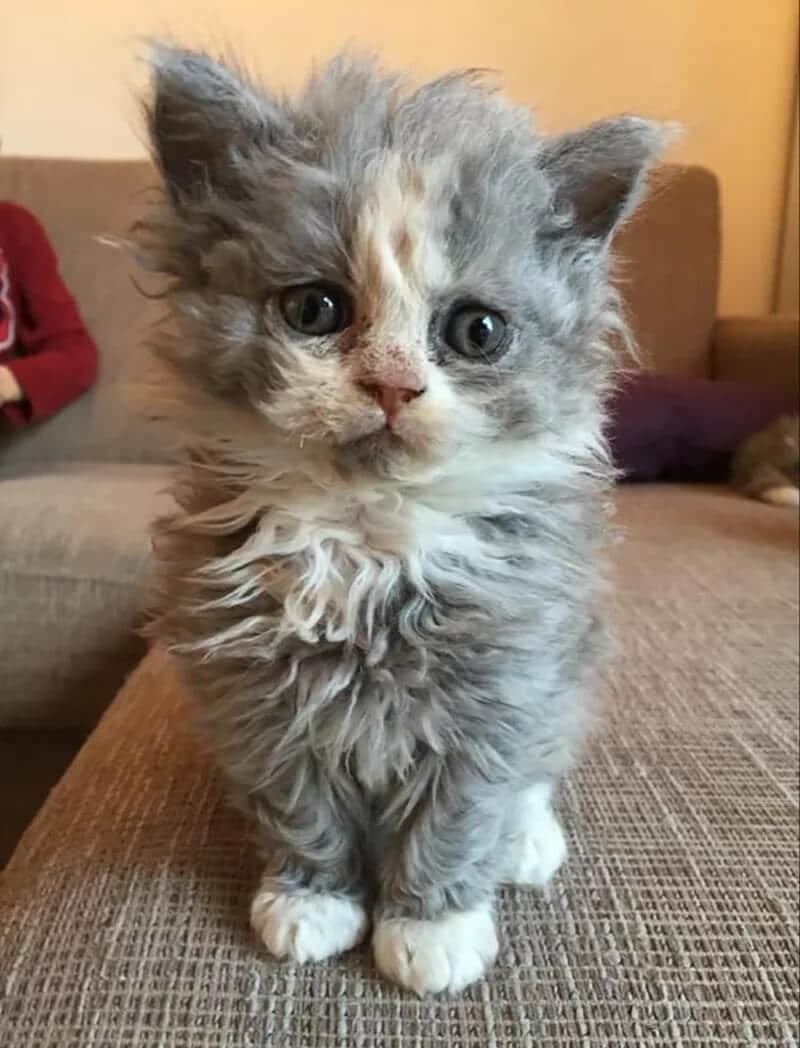 Селкирк рекс котята