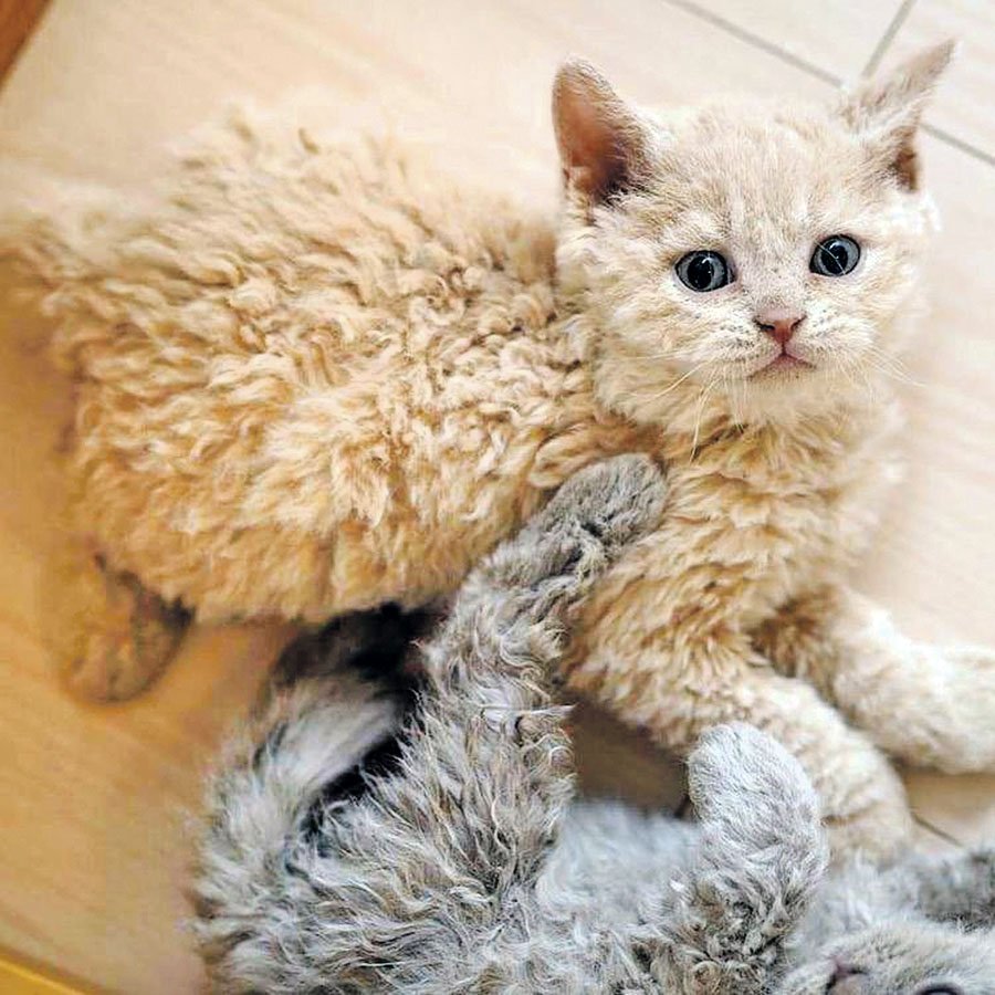 Силки Крекс кошки