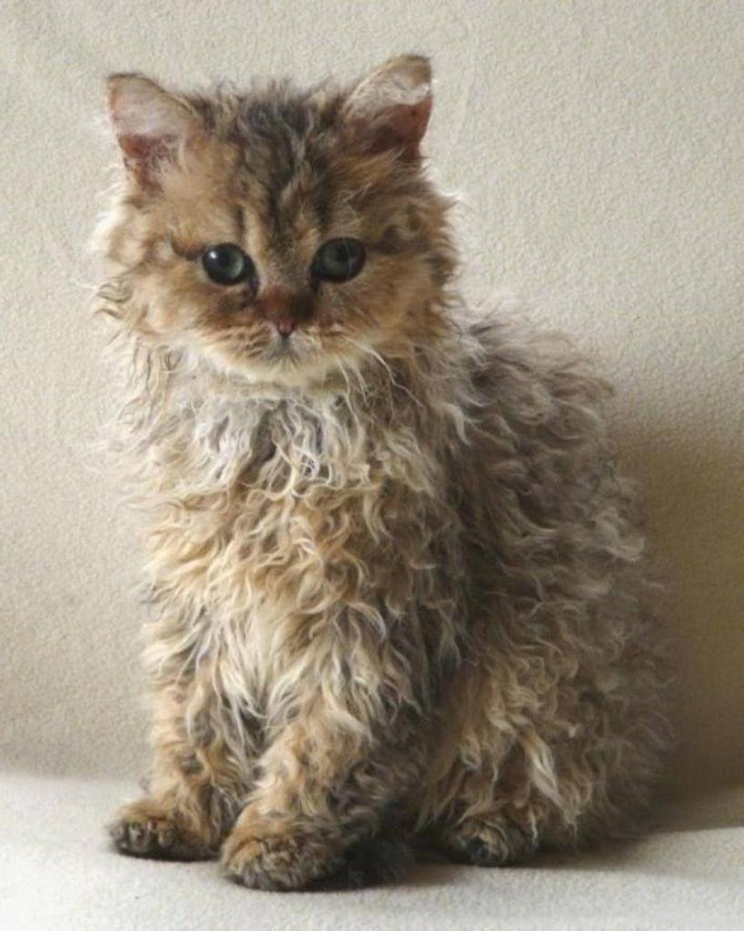 Кот Селкирк рекс