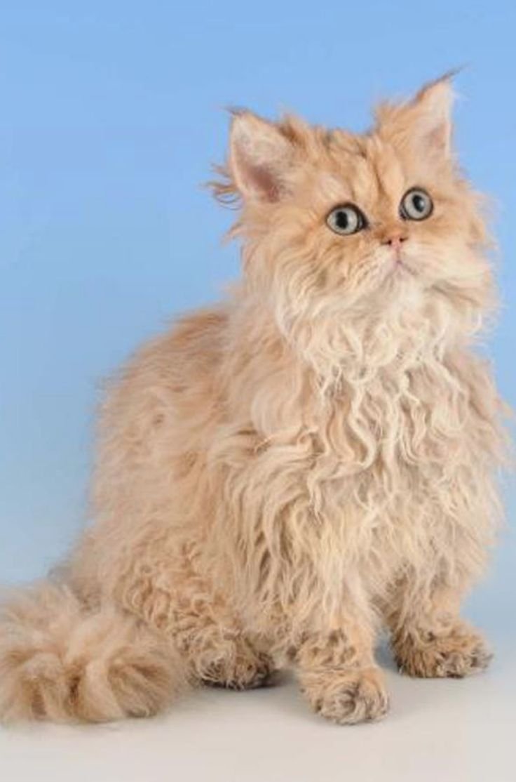 Селкирк рекс котята