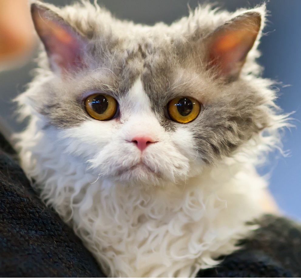 Кот Селкирк рекс