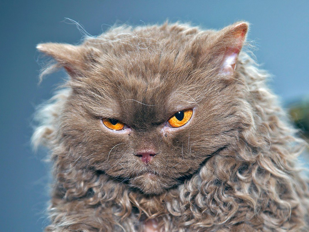 Порода Селкирк рекс