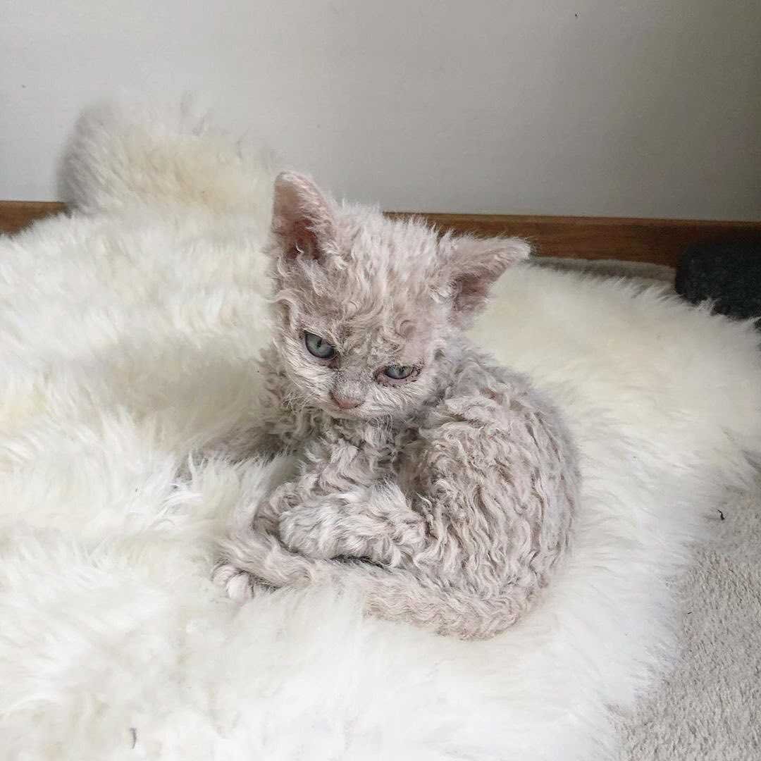 Селкирк рекс кудрявый