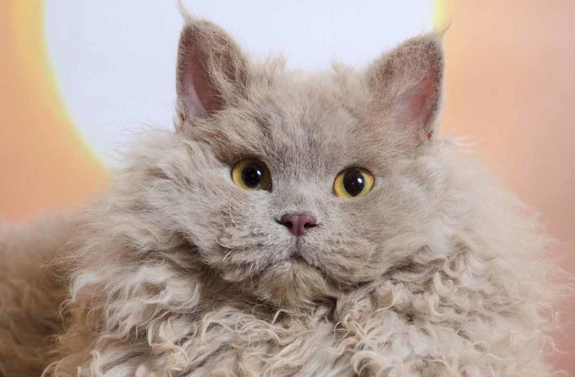 Селкирк рекс рыжий