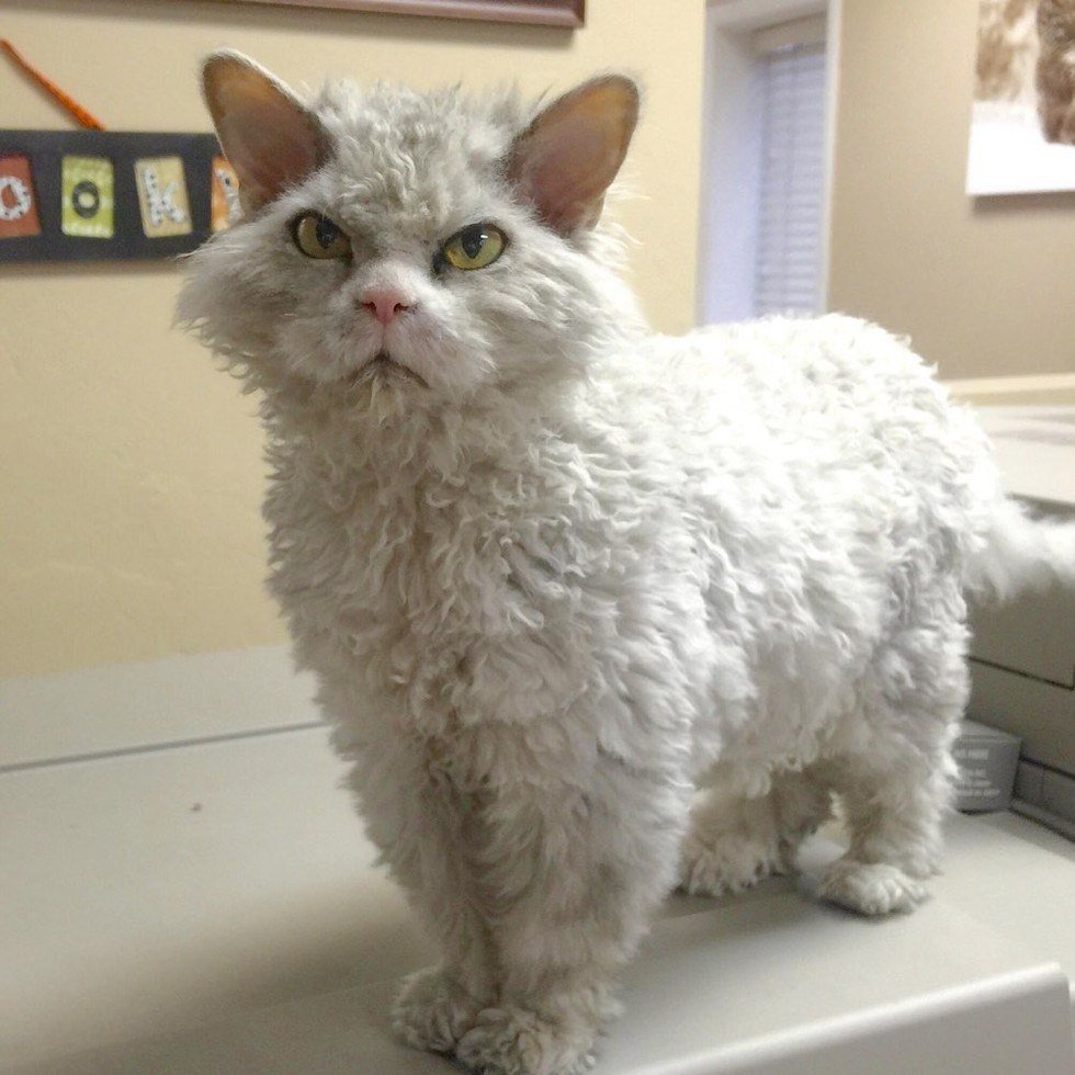 Селкирк рекс Альберт