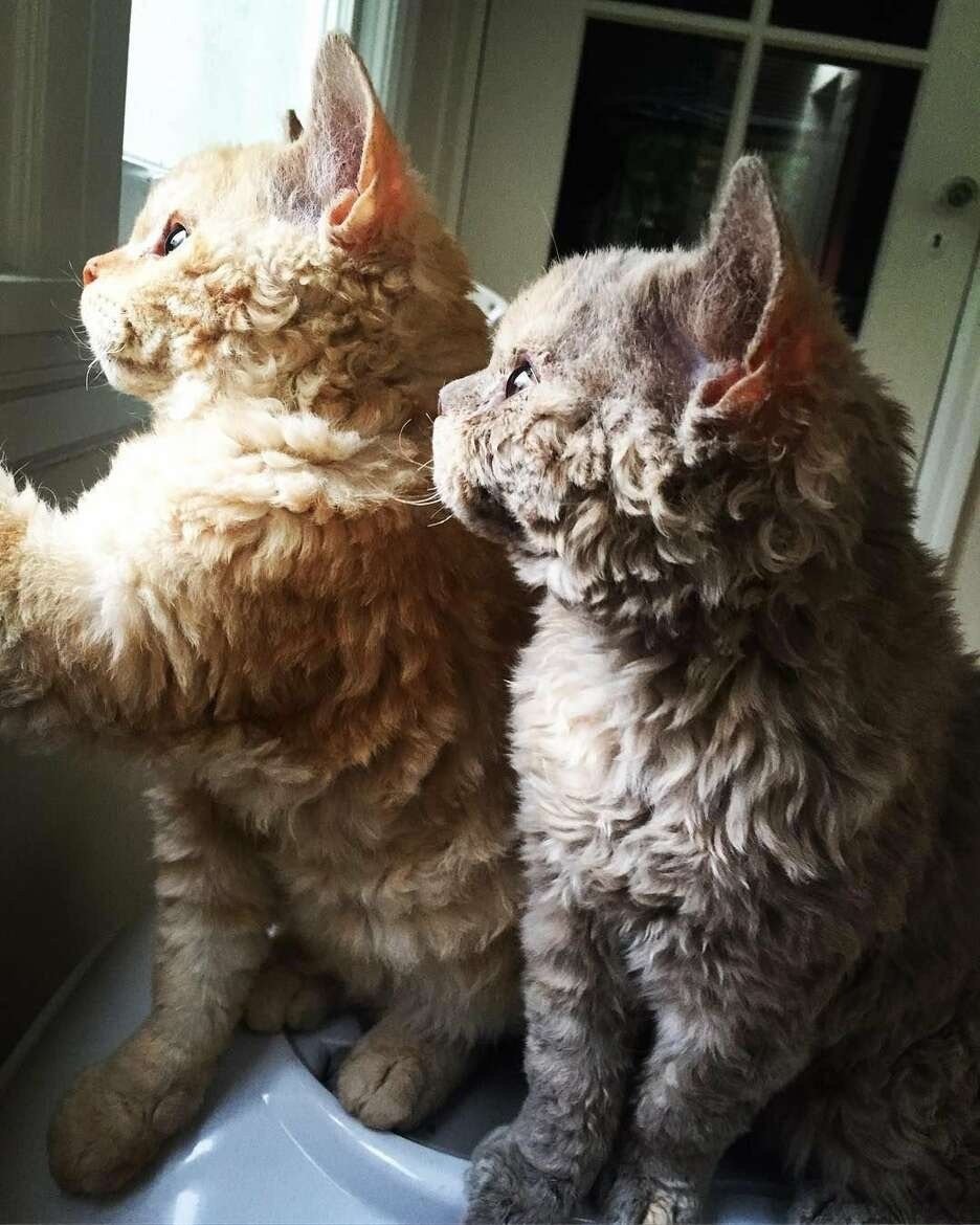 Селкирк рекс