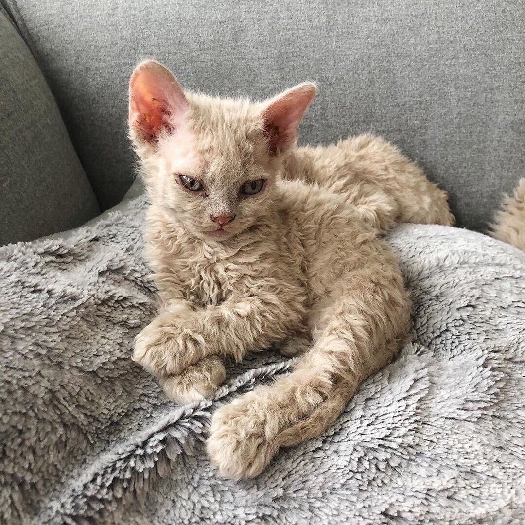 Селкирк рекс короткошерстный