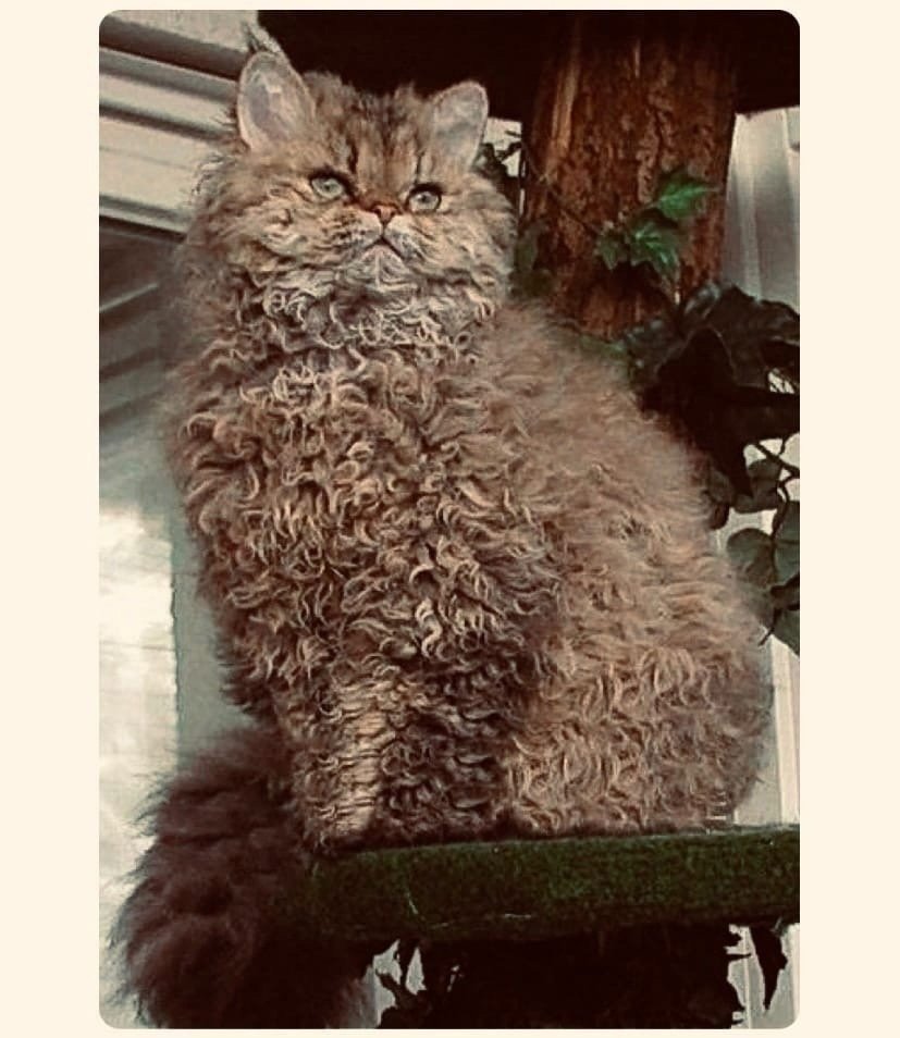 Селкирк-рекс - кошка-барашек