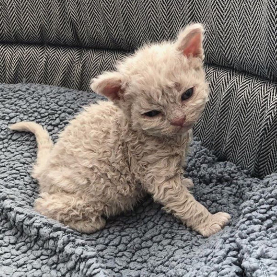 Селкирк рекс кудрявый