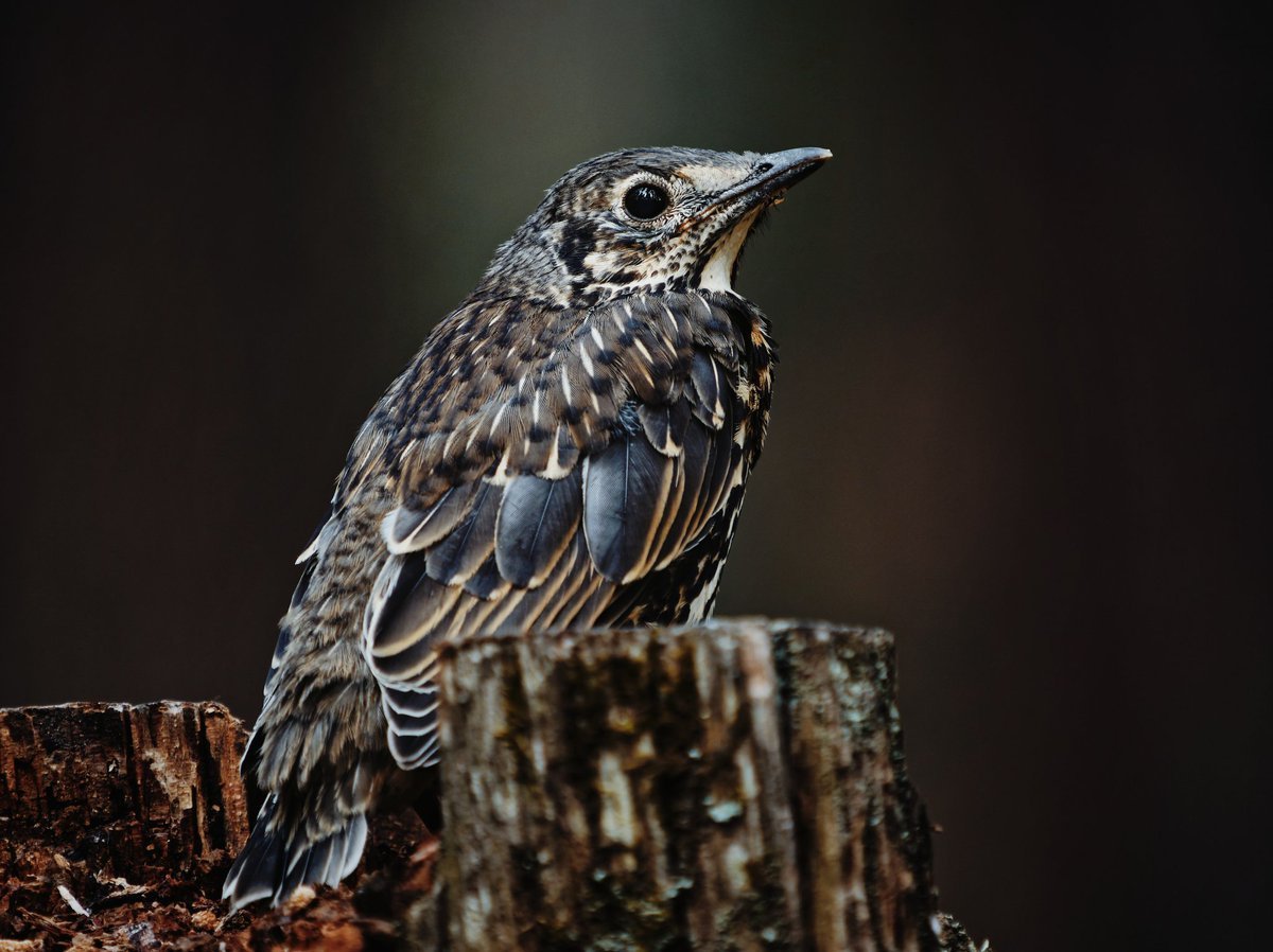 Птица деряба Ульяновск