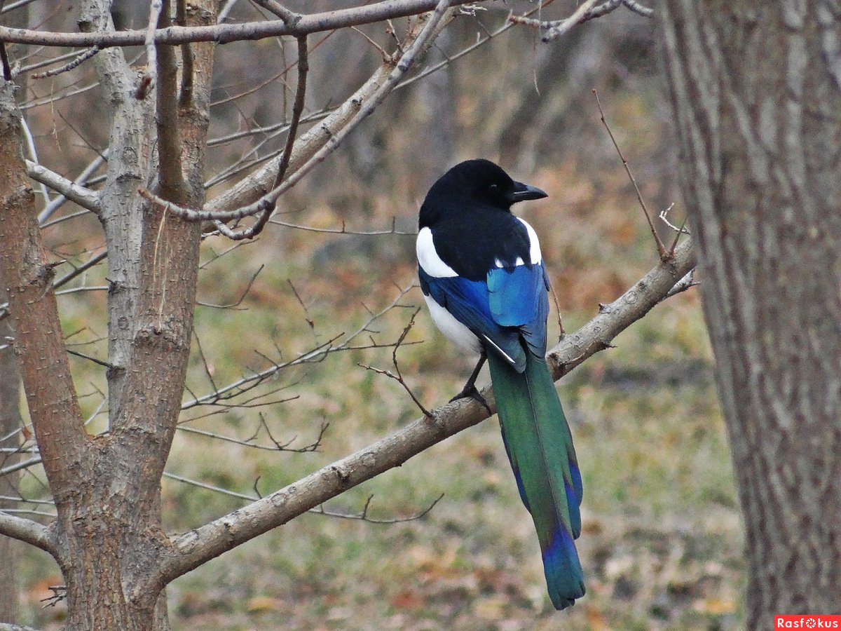 Пернатые Армении