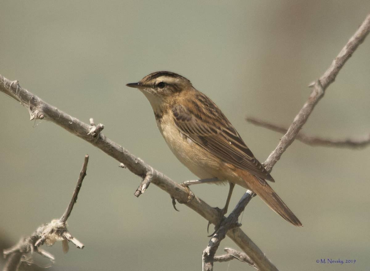 Армянская птичка
