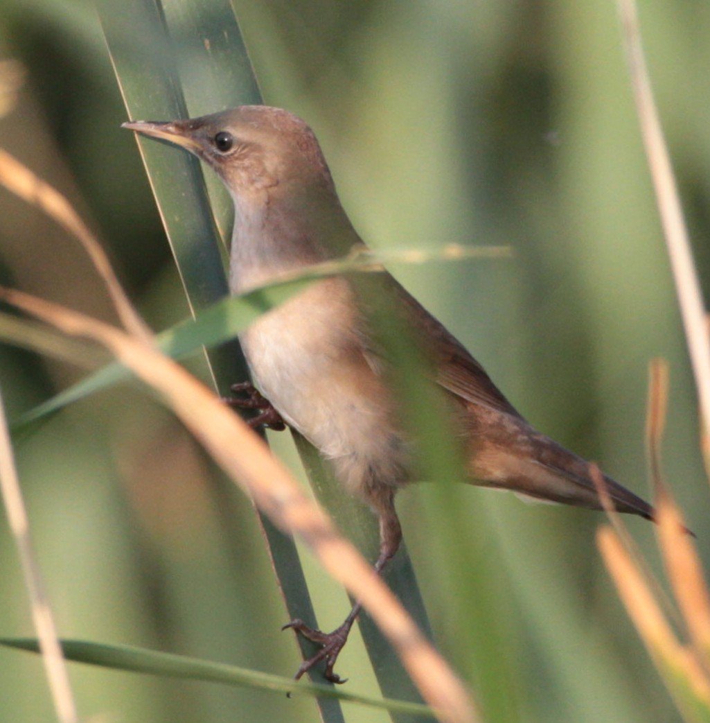 Птицы Армении