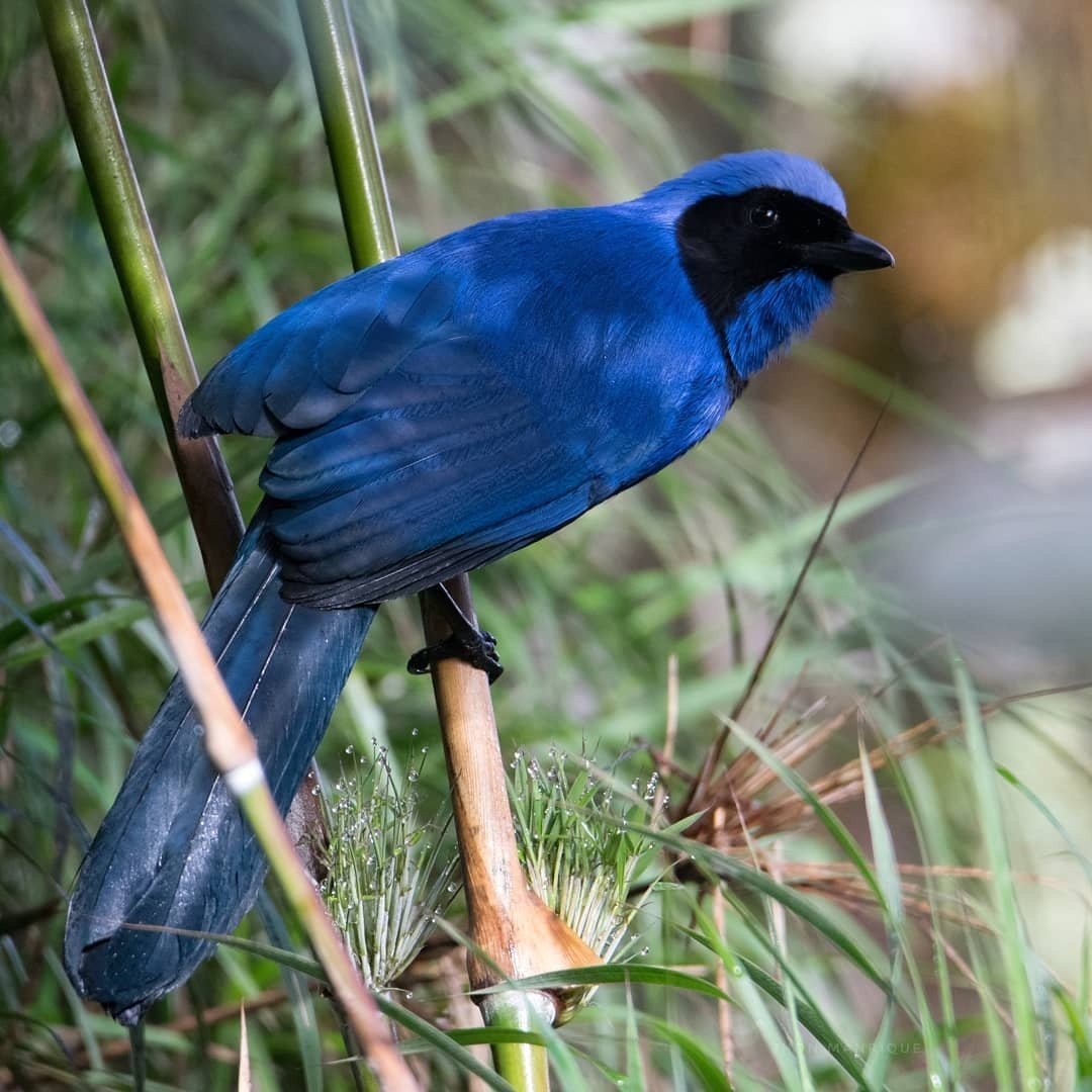 Перл сойки черное